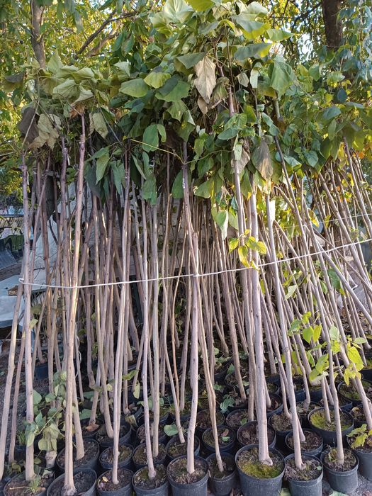 Katalpa nana 200-220cm