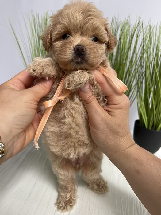 VIP Мальтипу F1 — Маленькі моделі для обіймів