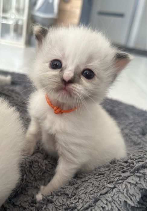 Cudna kotka rasy Ragdoll