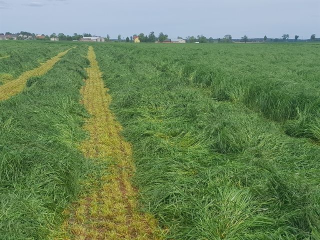 Mieszanki traw pastewnych, Agro- Nasiona Przasnysz