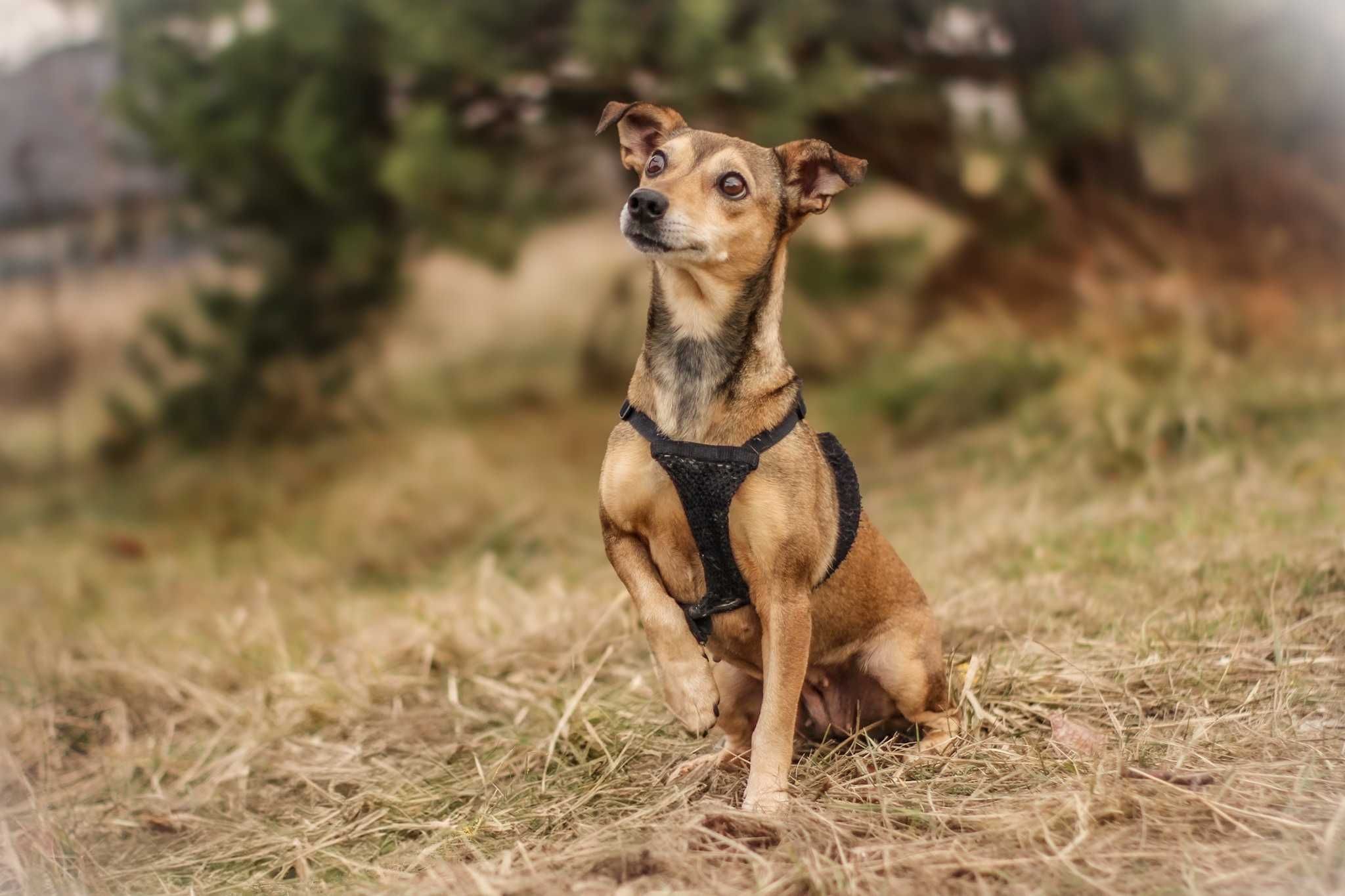 Neila ok.5 let.malutka, nakolankowa sunia do pilnej adopcji Dorcia Sav