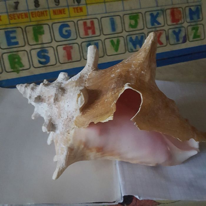 Продам  большкю океаническую ракушку