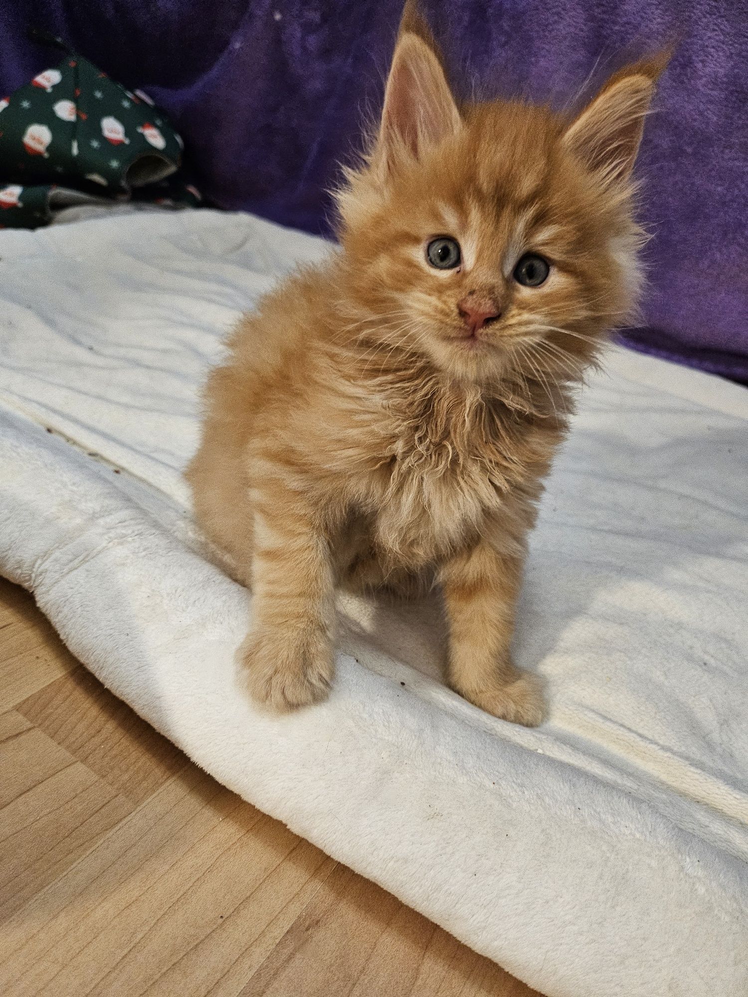 Kot maine coon kocurek Świnoujście