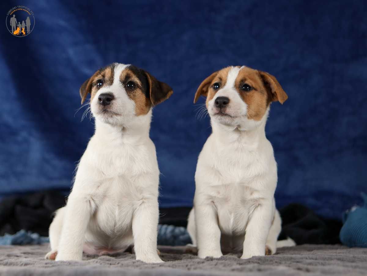 Jack Russell Terrier ZKwP FCI