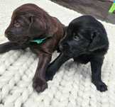 Flat coated retriever FCI - szczeniak