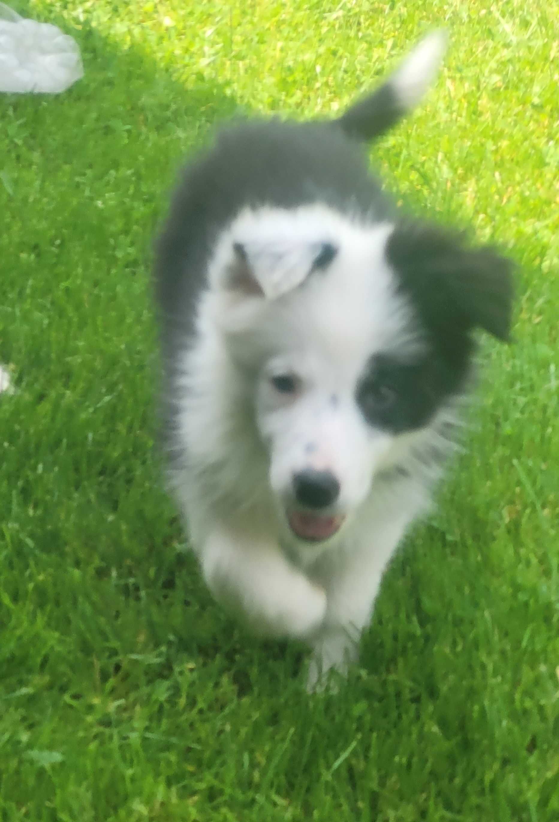 Border collie z metryka Fci. OKAZJA!