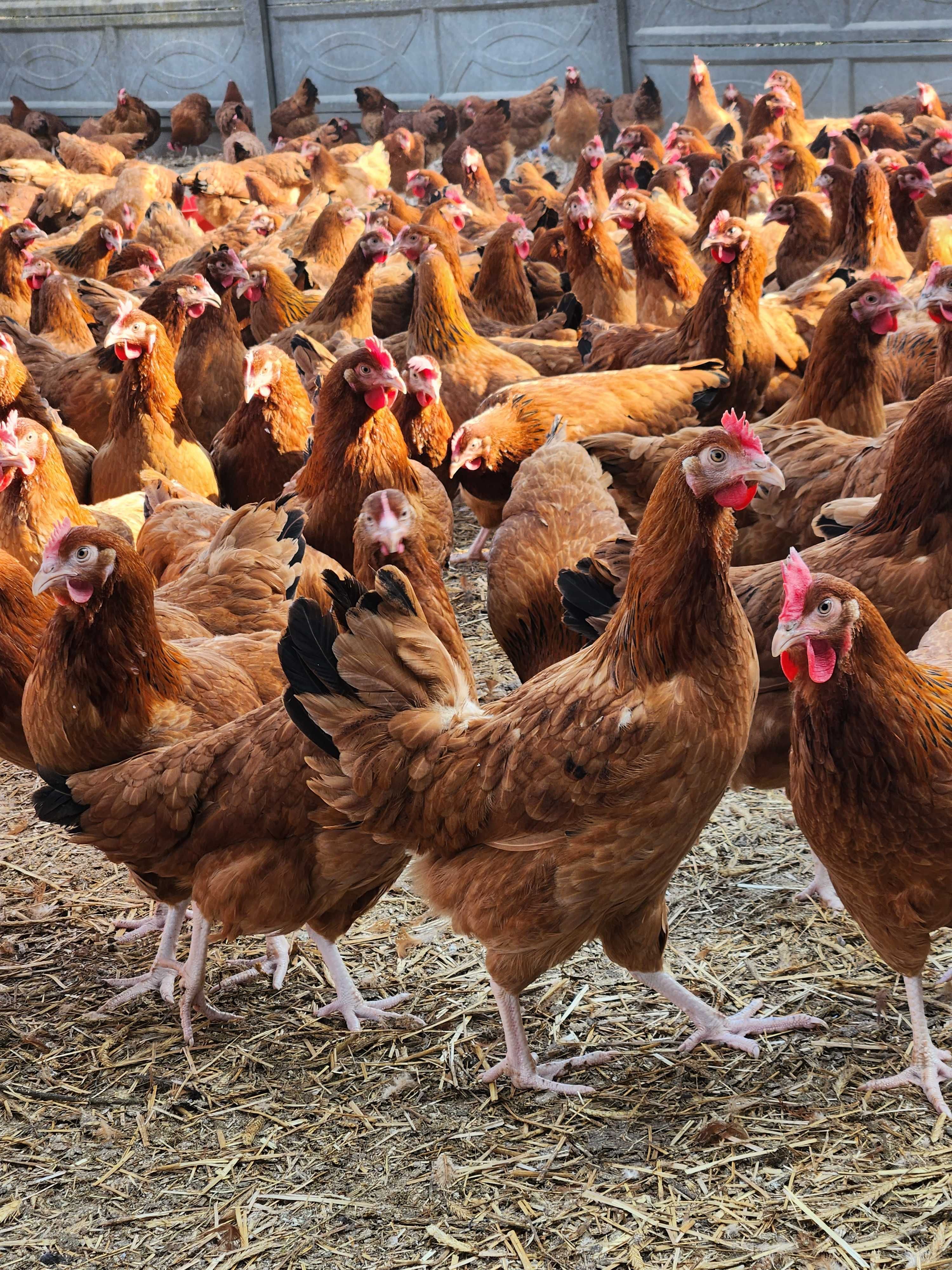 Kury nioski z jajkiem ! Rosa Messa ISA Dominant Leghorn Sendi !