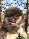 Szpic miniaturowy Sunia Black & Tan