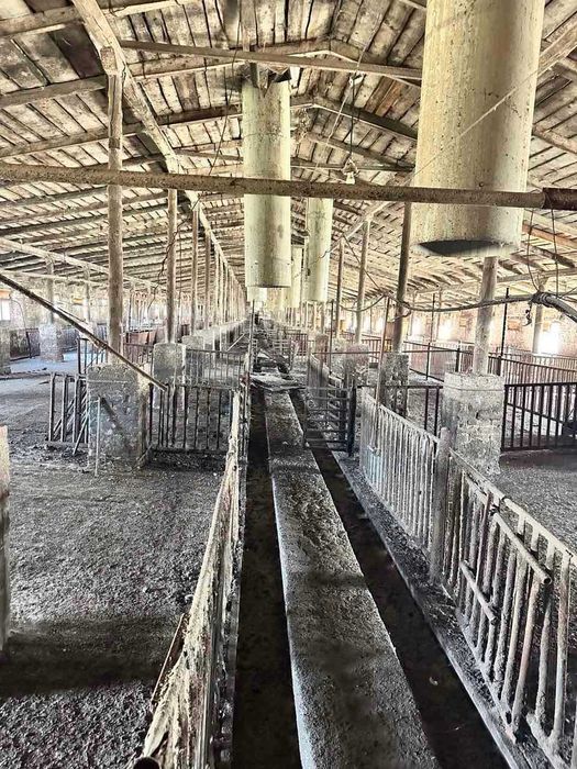 ОРЕНДА, ПРОДАЖ свиноферми