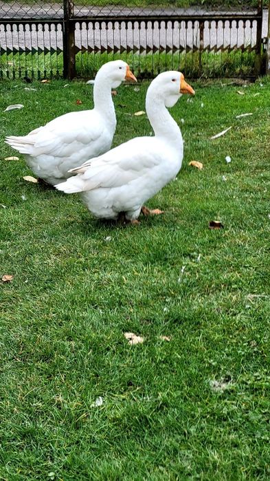 Gęsi chołmogory samice
