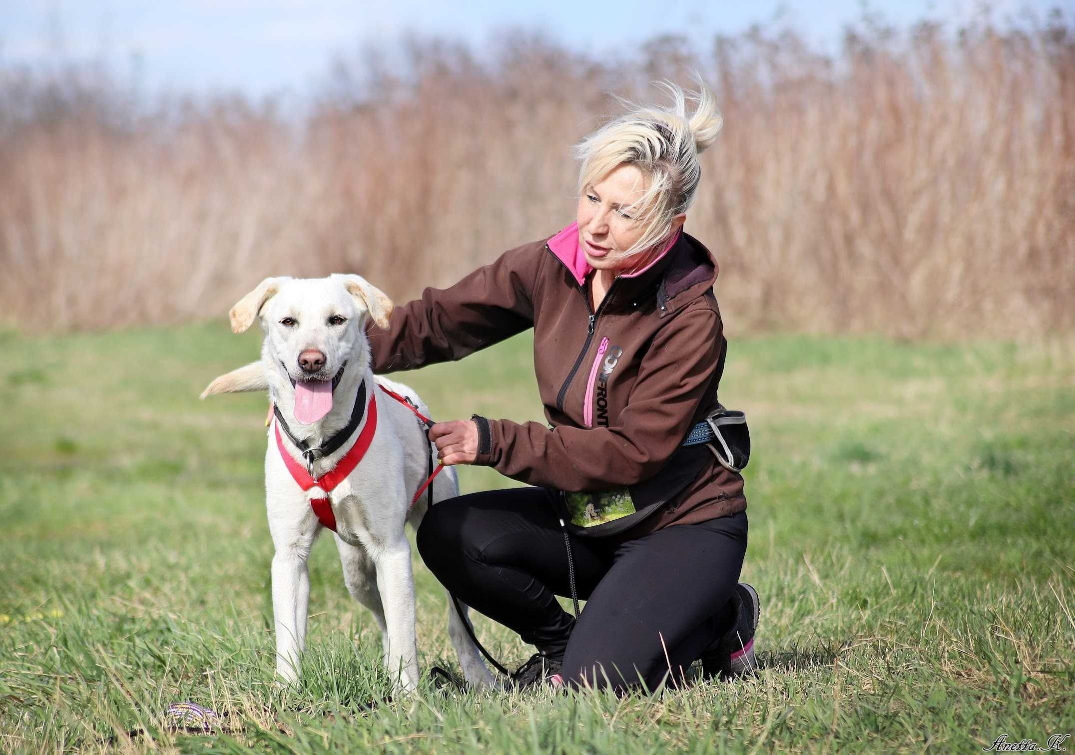 Cudowna labradorka MISIA poleca się do adopcji!