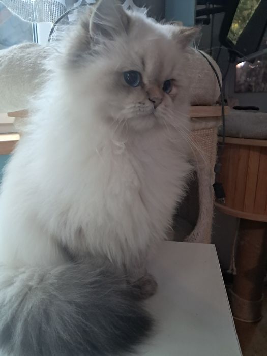 Kocurek brytyjski gotowy do odbioru