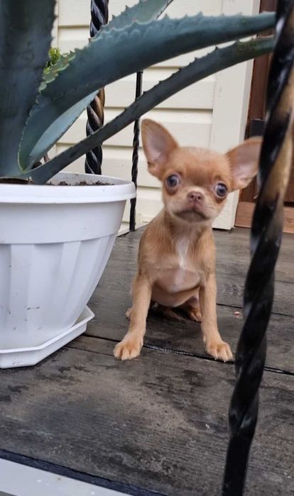 Солоденька цукерочка