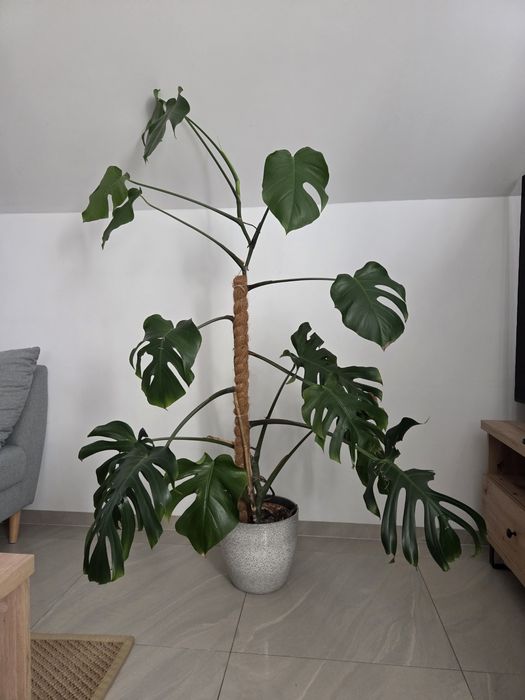 Monstera 170cm wysokości