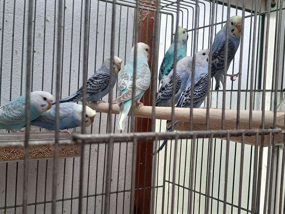 Tenho vários periquitos de tufo portadores de hagoromos