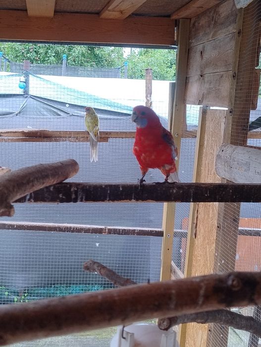 Sprzedam papugi faliste