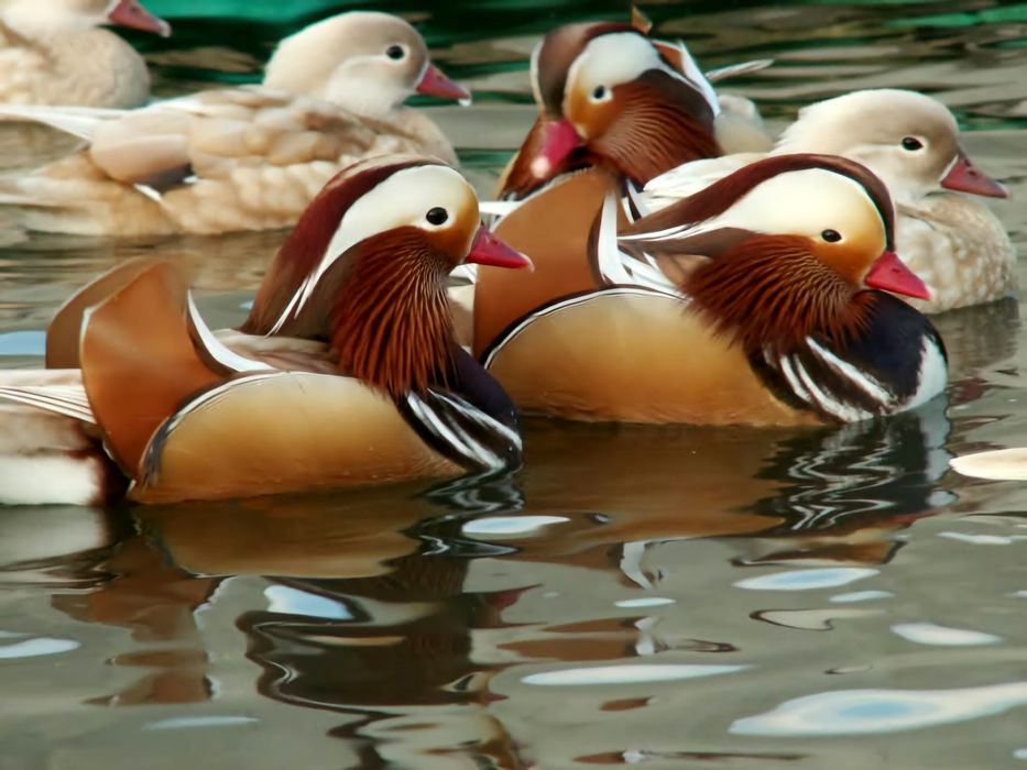 Kaczki  ozdobne   MANDARYNKI  w 4  kolorach