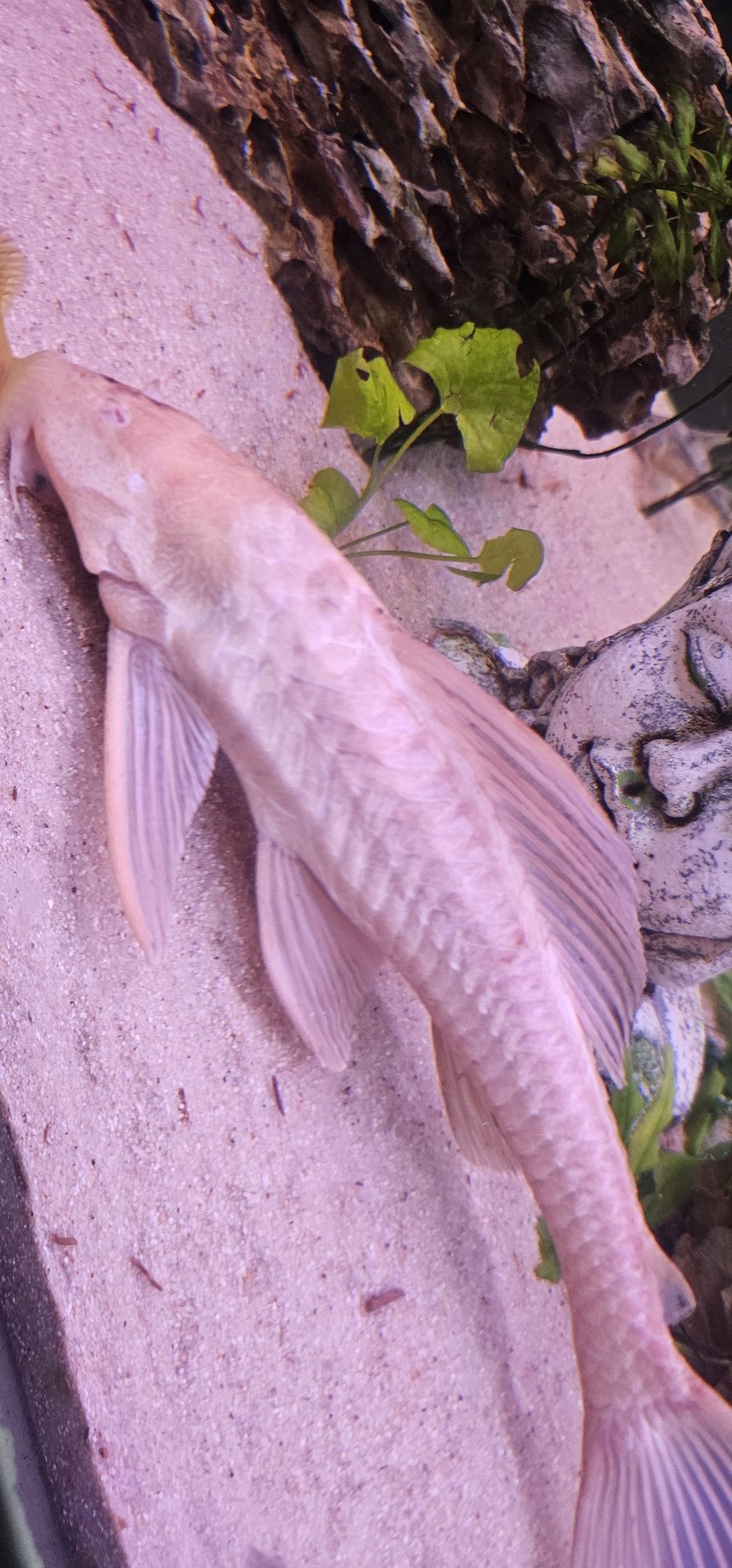 Pleco Albino c/ 30cm +/-