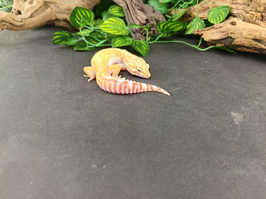 Gekon Lamparci Tremper Tangerine  nr ref. EM245