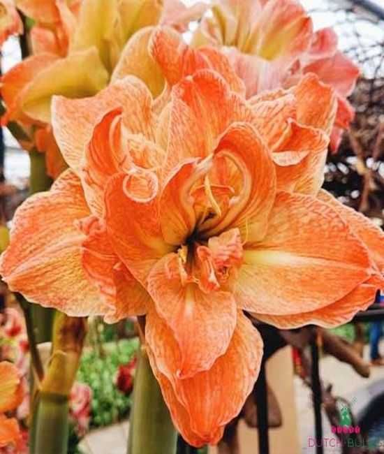 Amarylis zwartnica hippeastrum pełna Exotic Nymph cebula za 39 zł