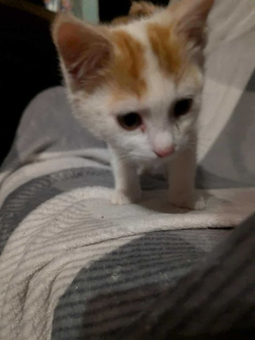 Nelly kocie maleństwo do adopcji