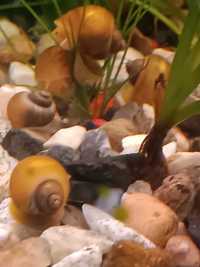 młode ślimaki ampularie