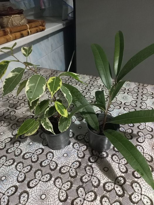 Відростки квітки антуріум