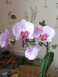 Орхидея Фаленопсис крупноцветковый. Цветет!