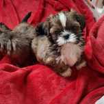 Shih_tzu  piesek malutki