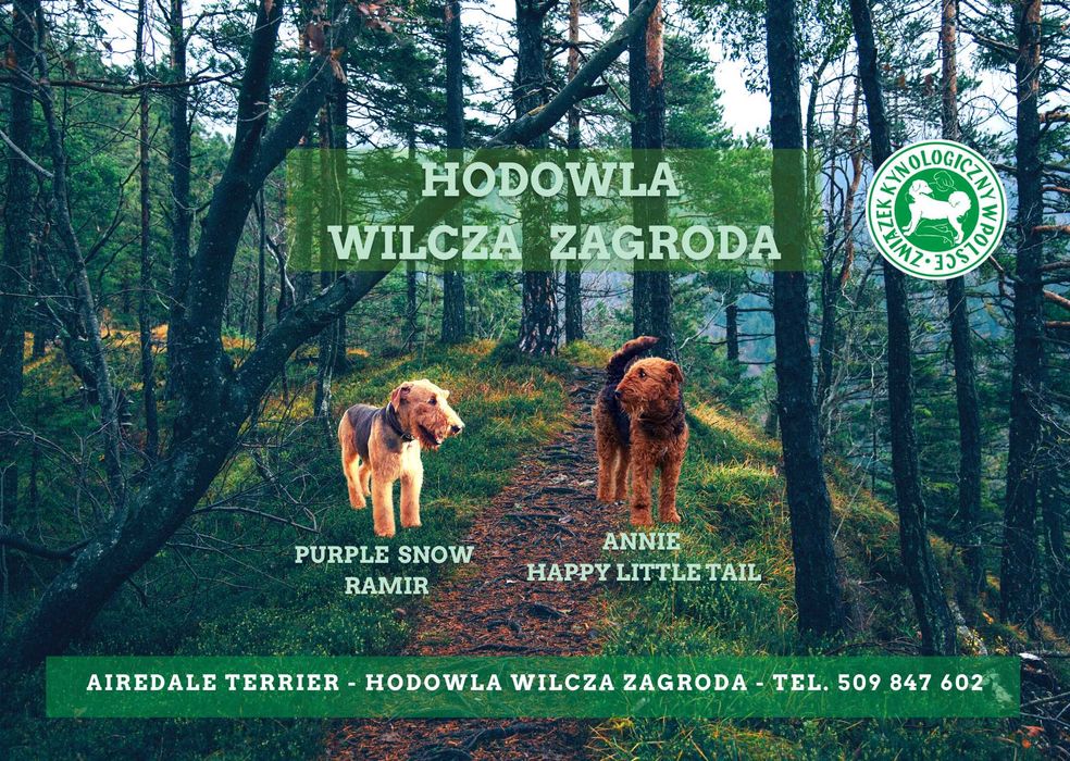 Airedale Terrier ZKwP / FCI - Szczeniaki