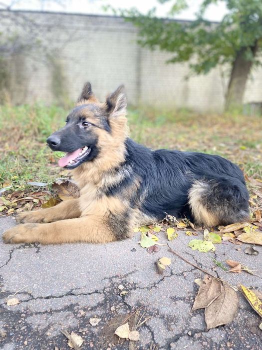 Німецька вівчарка довгошерстна