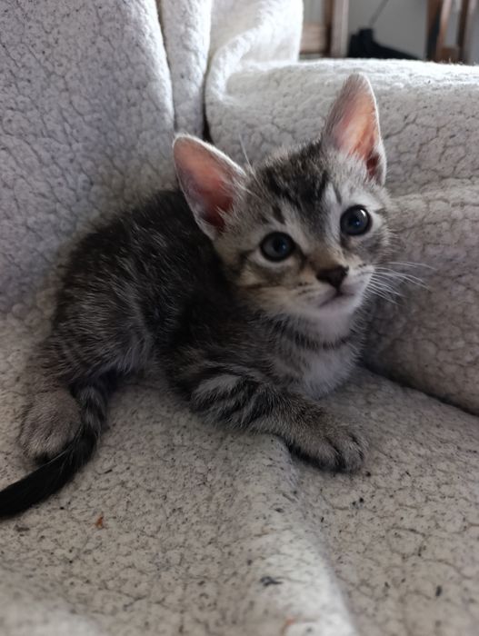 2 małe Kottki do oddania za darmo