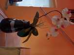 orchidea w wazonie