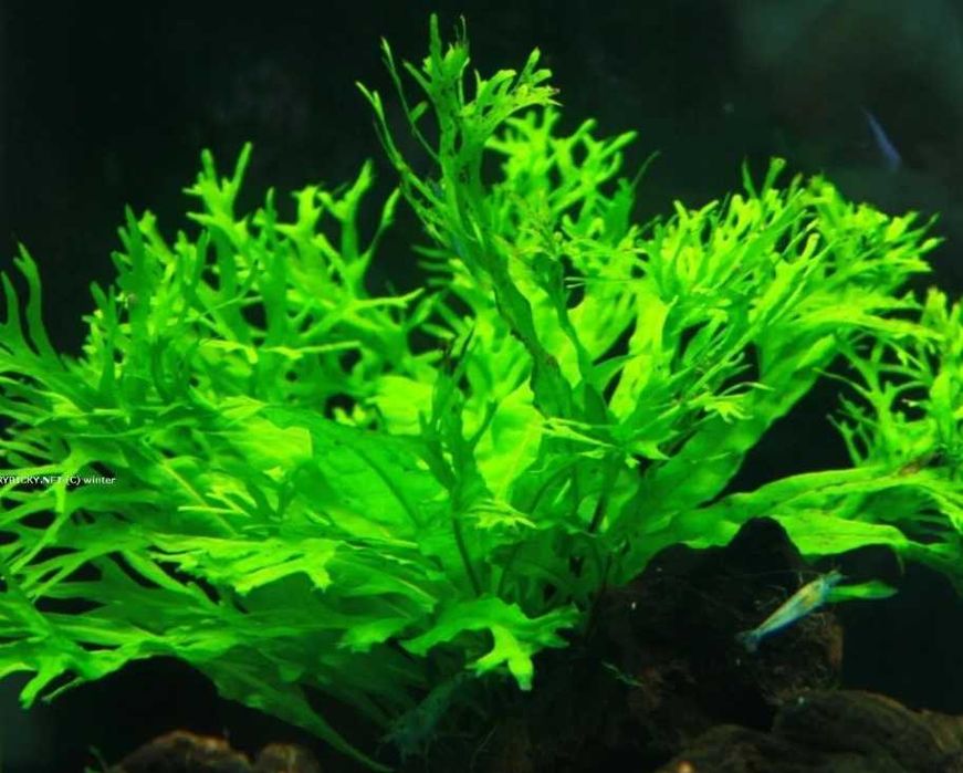 Microsorium pteropus windelov