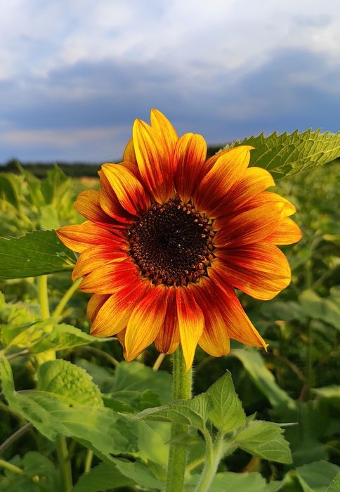 Słonecznik ozdobny MIX ODMIAN, TAYIO