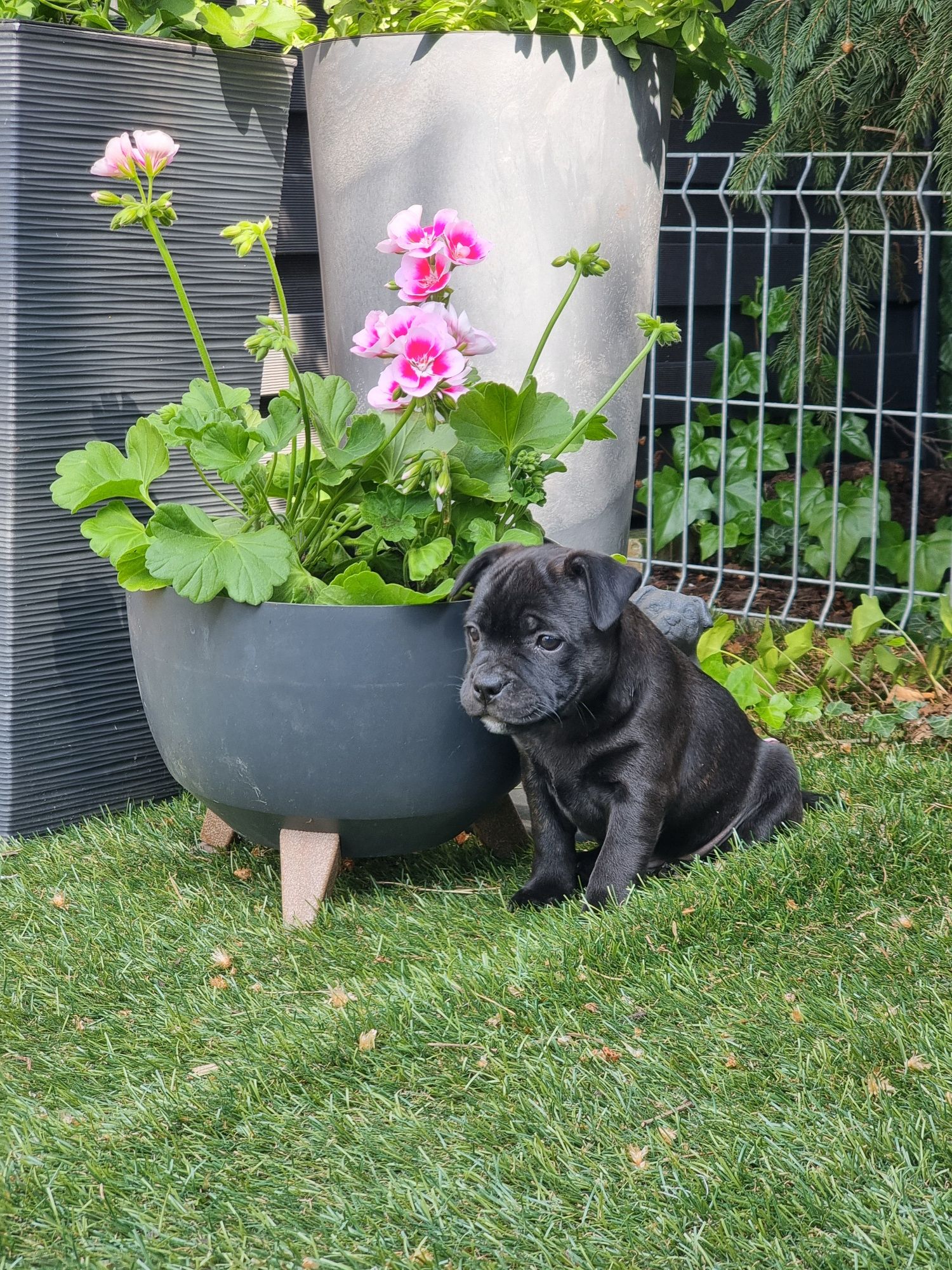 Staffordshire Bull Terrier, staffik, ZKwP, FCI, suczka