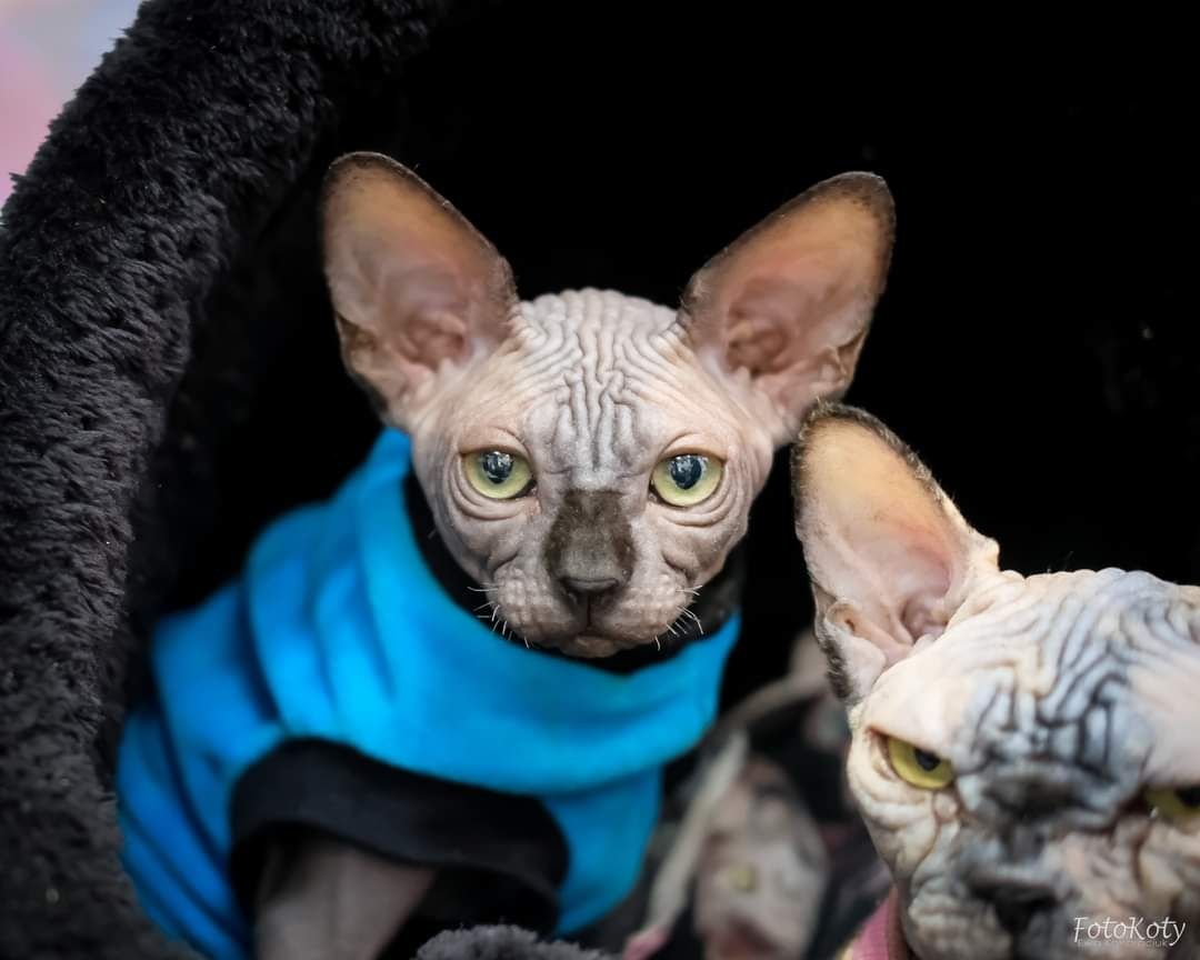 Gymni Gata*PL sfinks kanadyjski canadian sphynx kociak
