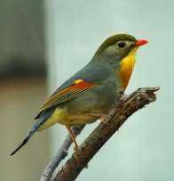 Casal de  aves anilhadas 2024/2025 Outras aves