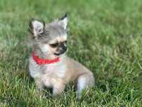 Chihuahua długowłosa malusia sunia.