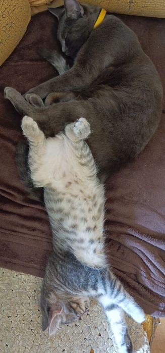 Кошеня напівбританец