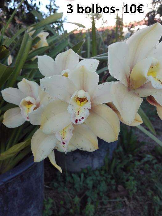 Orquídeas de propagação particular