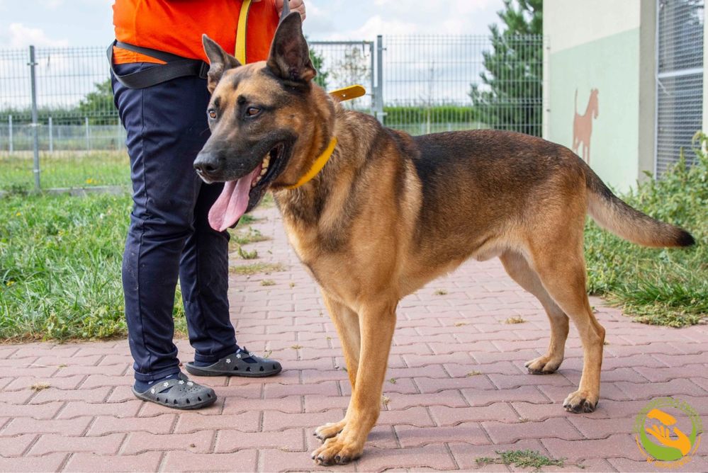 Baxter - przyjazny olbrzym w typie dużego owczarka