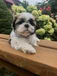 Śliczna suczka  shih tzu