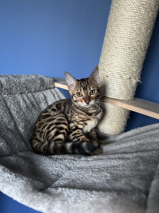 Bengal Koteczka Bengalska