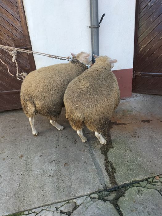 Sprzedam owce berishon