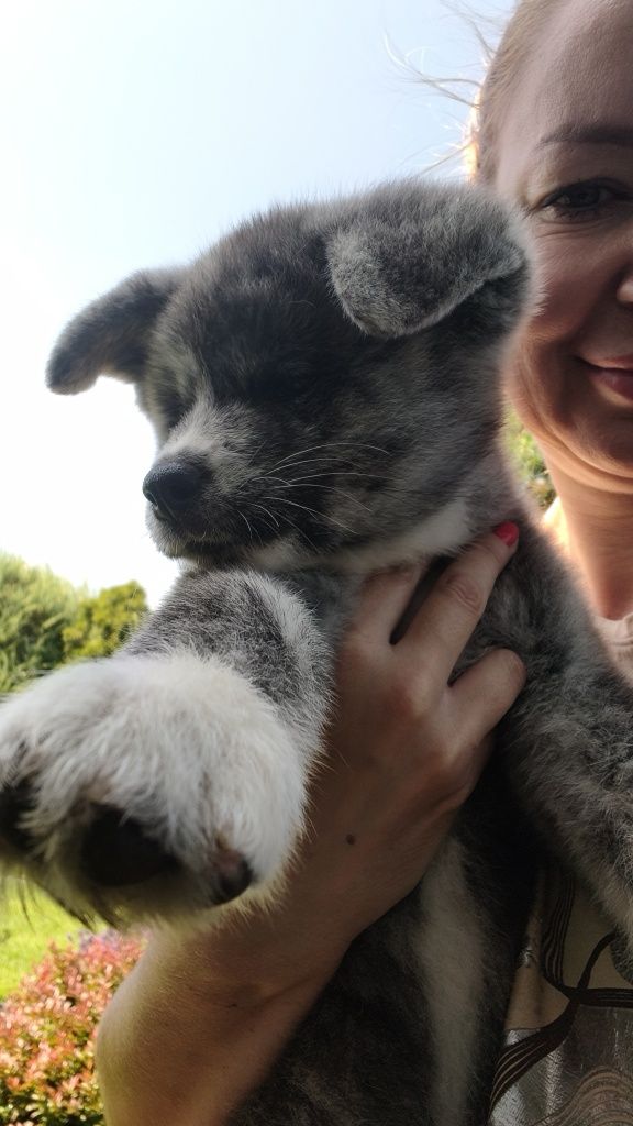 Akita Inu ZKwP/FCI już do odbioru
