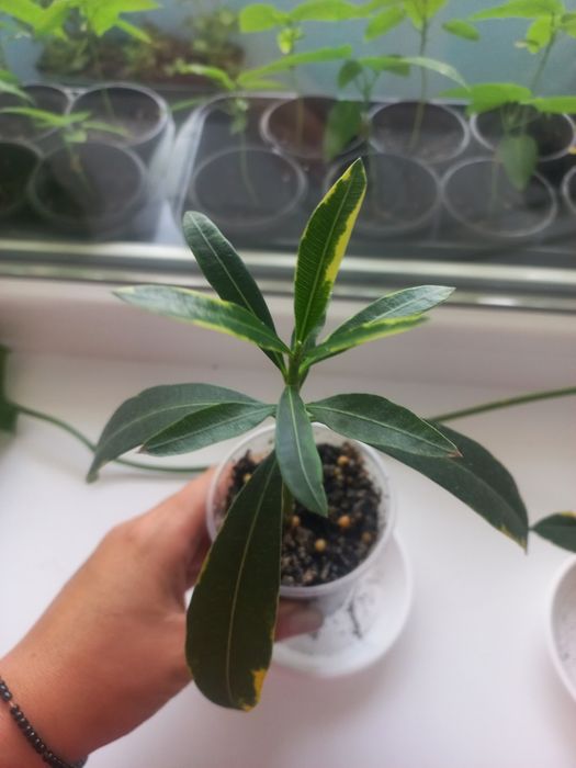 Олеандр варієгатний