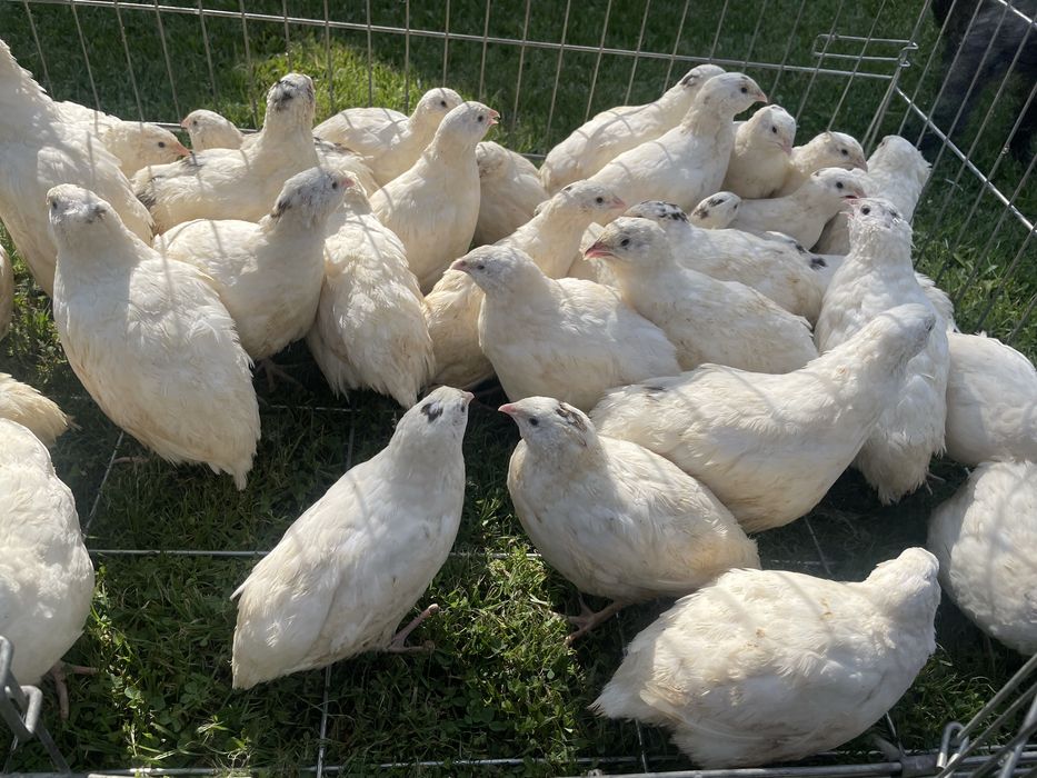 Przepiórki, przepiórka