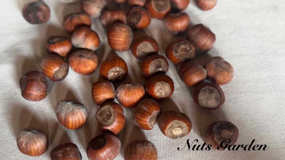 Фундук в шкаралупі