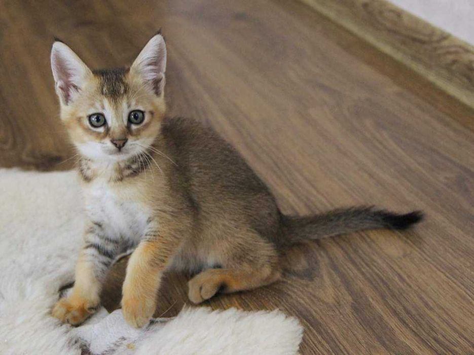 Шикарные малышата породы Чаузи! Гибрид камышового кота!